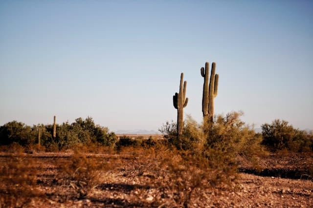 Texas cactus landscape divorce residency eligibility