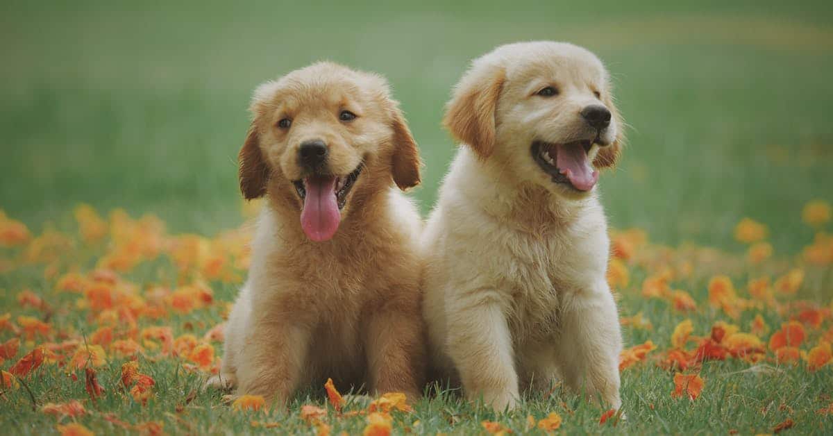 pet custody after divorce in texas two golden retriever puppies