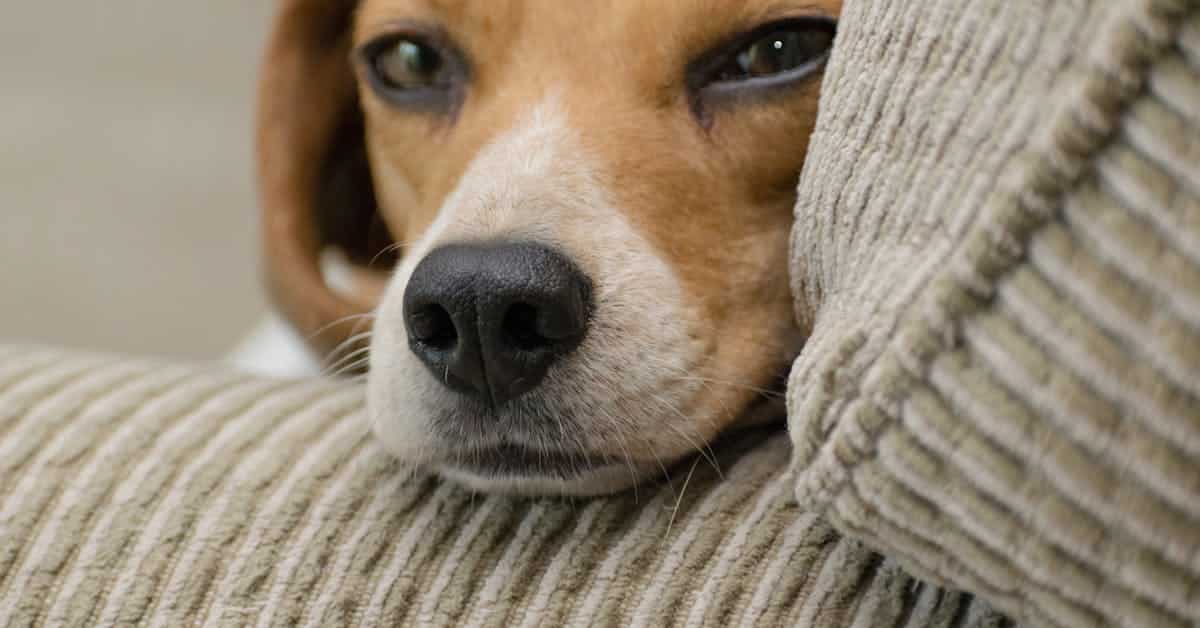 pet custody after divorce in texas dog on couch